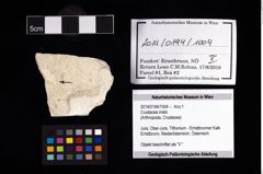 Foto (Objekt + Etikett) von Crustacea indet.  (NHMW-GEO-2014-0194-1004)